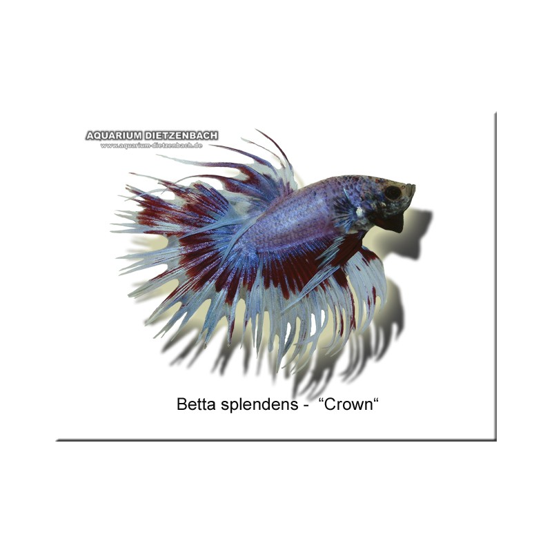 Crown Betta splende