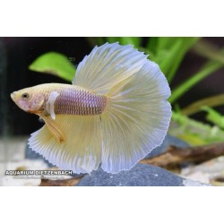 Butterfly Betta Splendens Halfmoon 2