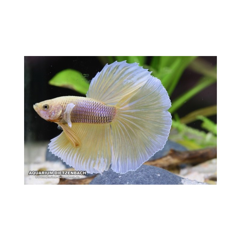 Butterfly Betta splendens hameaux