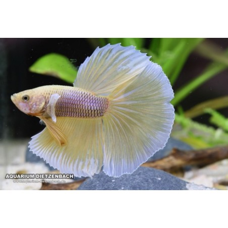 Butterfly Betta splendens hameaux