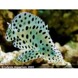 Cromileptes Altevelis