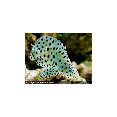 Cromileptes Altevelis