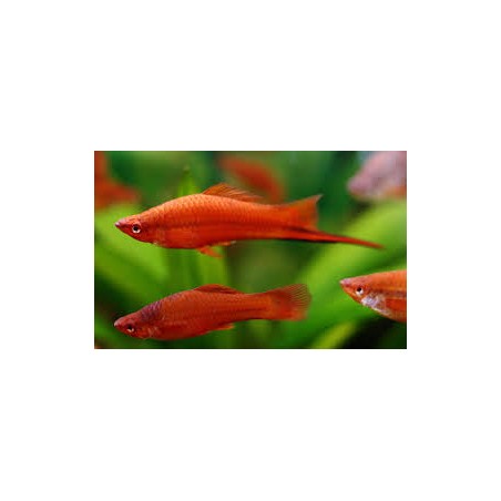 Support Hellerii Xiphophorus