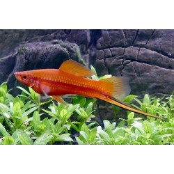 Support Hellerii Xiphophorus