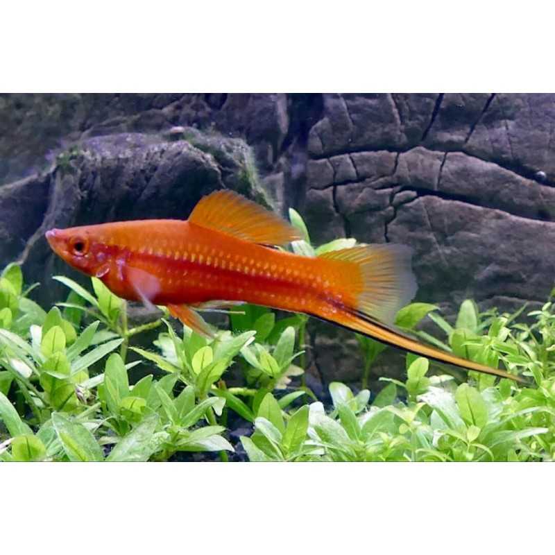 Xiphophorus Hellerii holder