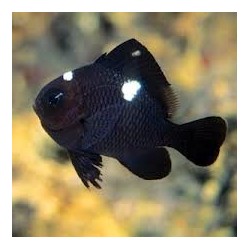 DUTASCYLLUS TRIMACULUTUS