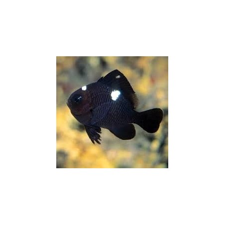 DASCYLLUS TRIMACULATUS OTHER