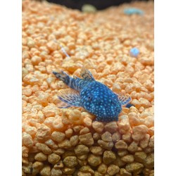 Ancistrus Dolichopterus sm-md