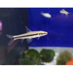 Siamensis Epalzeorynchus md