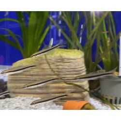 Siamensis EpalzeEngynchus MD 2