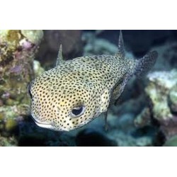 50cm adulte hystrix doodon