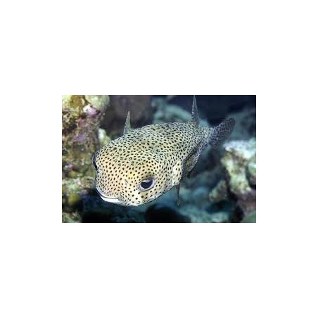 DIODON HYSTRIX ADULTO 50CM