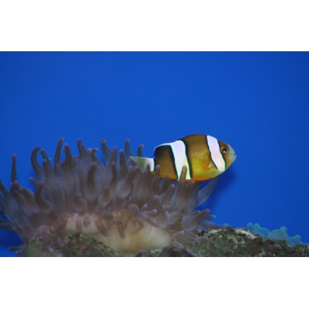 Amphiprion Ocellaris - Poisson clown