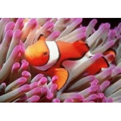 Amphiprion Ocellaris - Poisson clown
