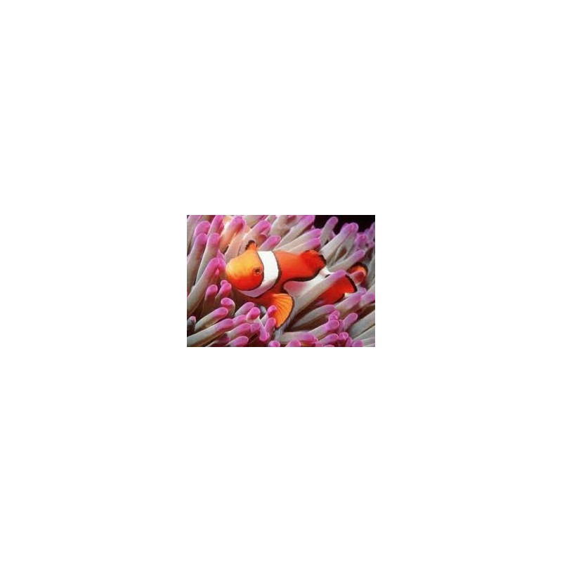 Amphiprion Ocellaris - Poisson clown