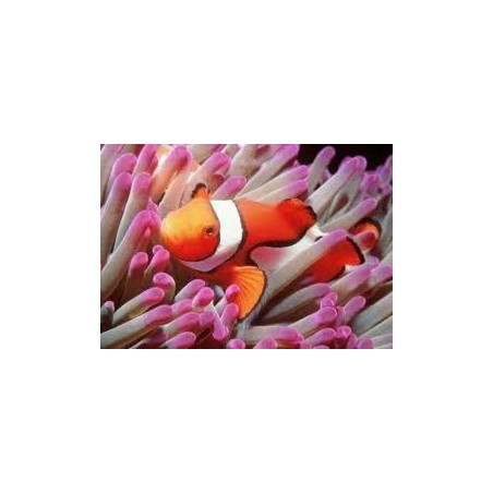 AMPHIPRION OCELLARIS - PESCE PAGLIACCIO