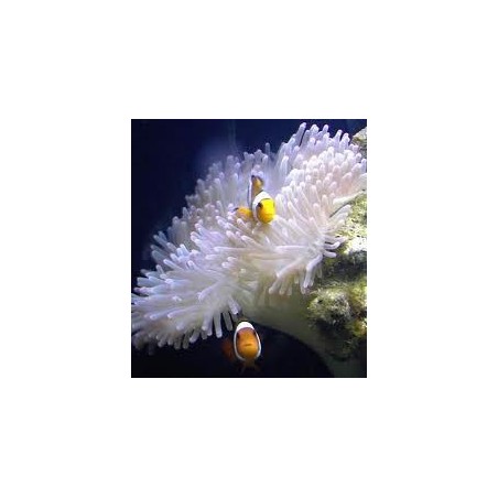 Amphiprion ocellaris - Clown fish