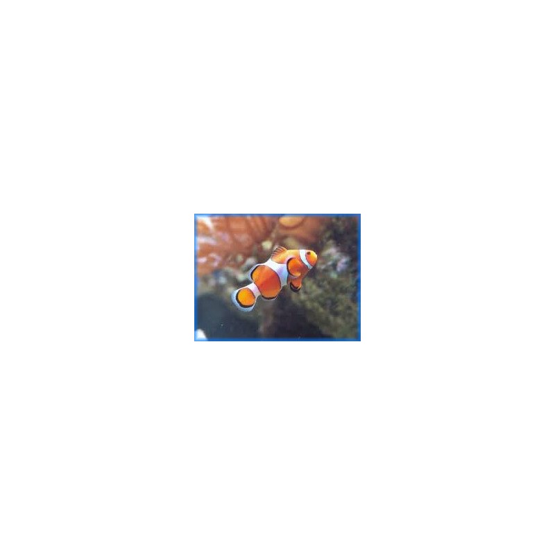AMPHIPRION OCELLARIS - PESCE PAGLIACCIO