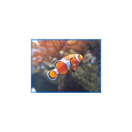 AMPHIPRION OCELLARIS - PESCE PAGLIACCIO
