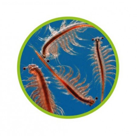 Artemia Hobby i'm sorry