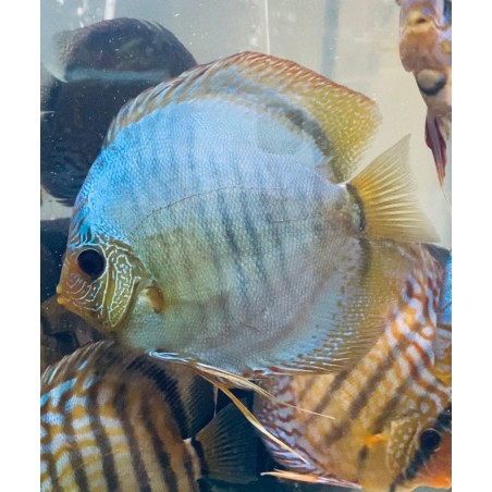 DISCUS Snake BLUE 13-15 cm