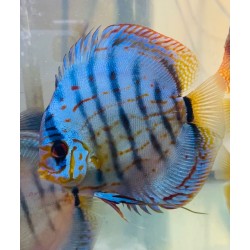 DISCUS COBALTO 13/15 cm