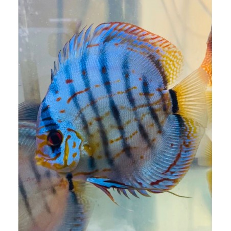 Cobalt Discus 13/15 cm