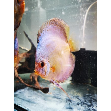 DISCUS Snake BLUE 13-15 cm