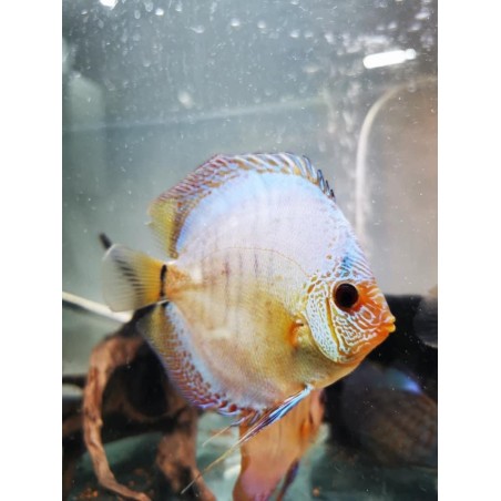 DISCUS Snake BLUE 13-15 cm