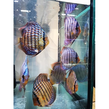 Discus red turquoise 13/15 cm