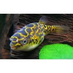 Fish Ball Tetraody Biocellatus "Acht" 2