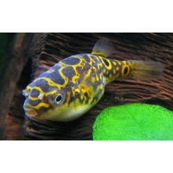 Pesce palla Tetraodon Biocellatus "Acht" 2