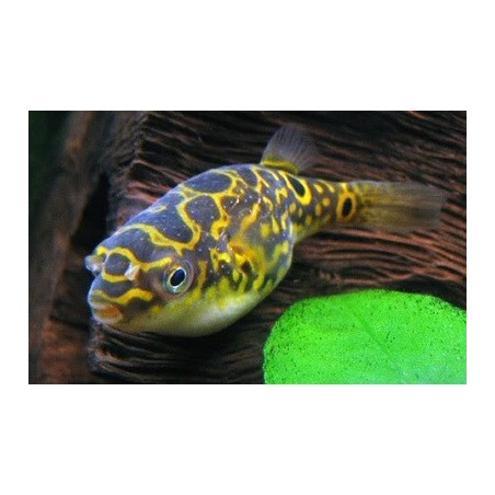 Fish ball Tetraodon Biocellatus "Acht"