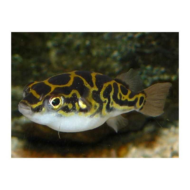 Fish Ball Tetraody Biocellatus "Acht"