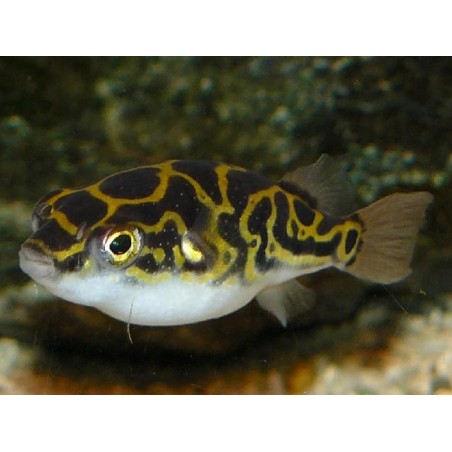 Fish Ball Tetraody Biocellatus "Acht"