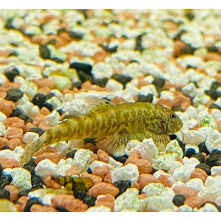 Pseudogastromyzon Borneens Hongkong