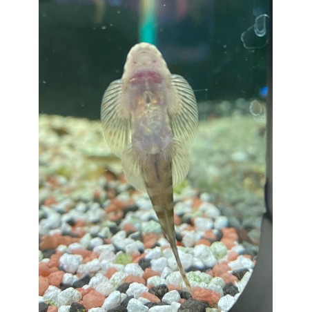 Pseudogastromyzon Borneens Hongkong