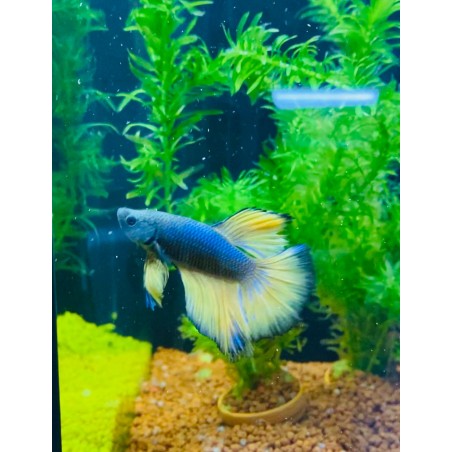 Blue Jaune Betta splendens hameau