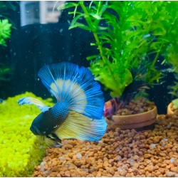 Blue Yellow Betta Splendens Halfmoon