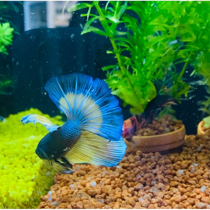 Blue Jaune Betta splendens hameau