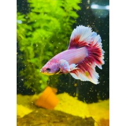 Lavander Betta Splendens Halfmoon