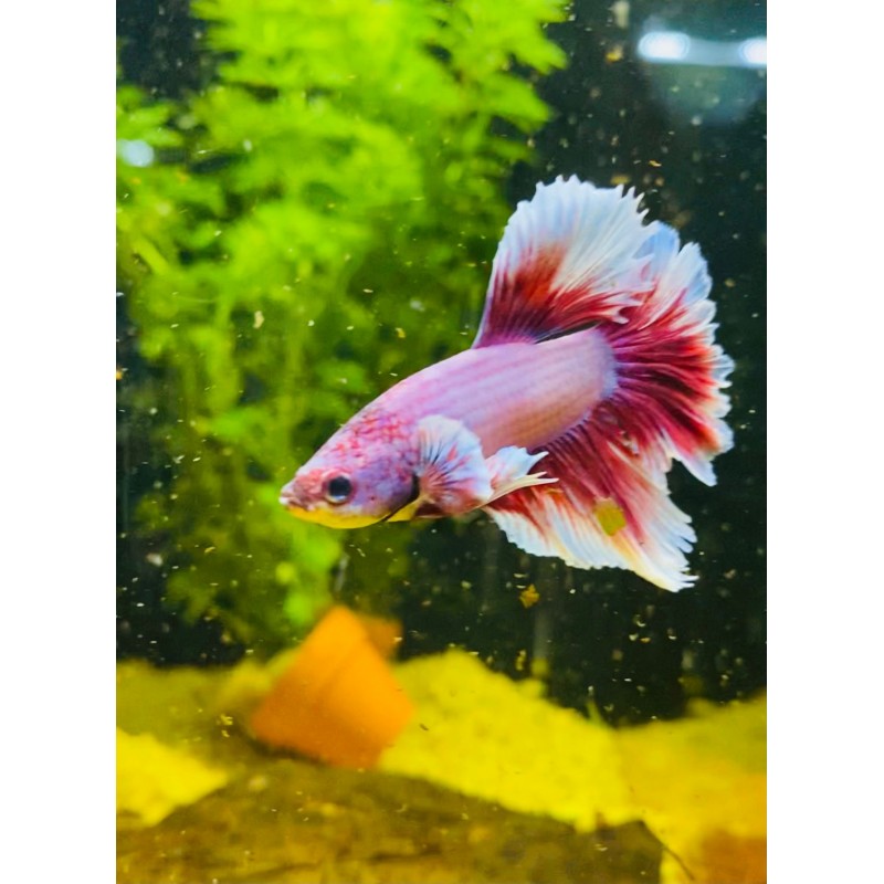 Lavander Betta splendens hameaux