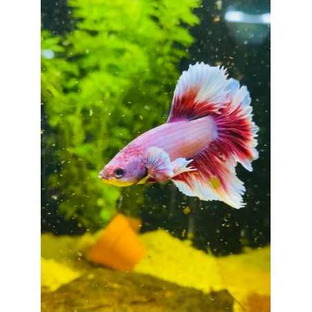 Lavander Betta splendens hameaux
