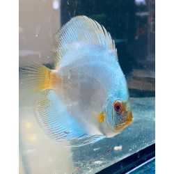 Discus Blue Snake 8-9 cm