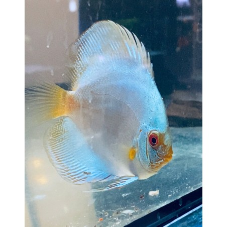 Discus Snake Blue 8-9 cm