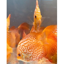 Discus Pigeon Red Map 8-9 cm 2