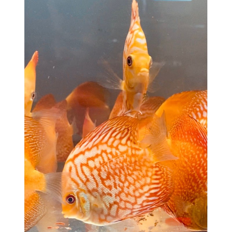 Discus Pigeon Red Map 8-9 cm