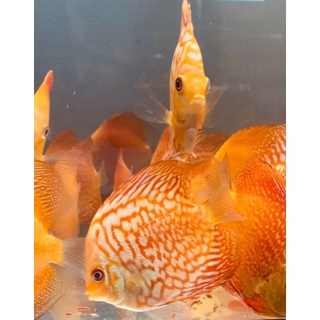 Discus Pigeon Red Map 8-9 cm