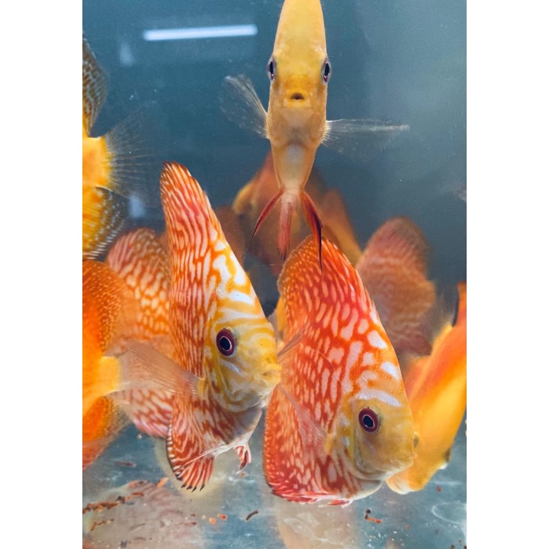 Discus Pigeon Red Map 8-9 cm