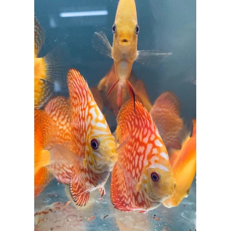 Discus Pigeon Red Map 8-9 cm